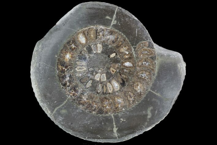 Polished Ammonite (Dactylioceras) Half - England #103795